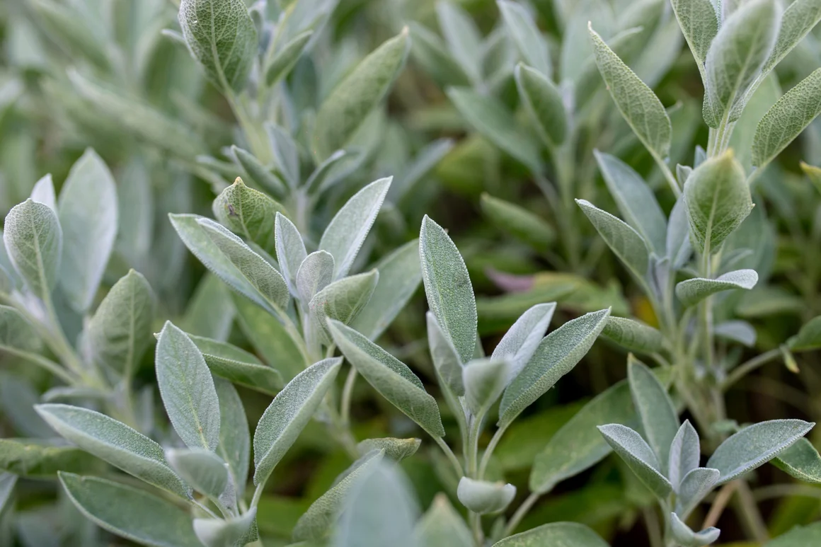 Nahaufnahme von Salbeiblättern